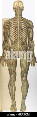 Le corps humain, BouglÌ©, 1899 Foto Stock