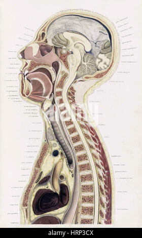 Topographisch-anatomischer, Braune, 1872 Foto Stock