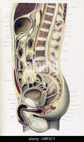 Topographisch-anatomischer, Braune, 1872 Foto Stock