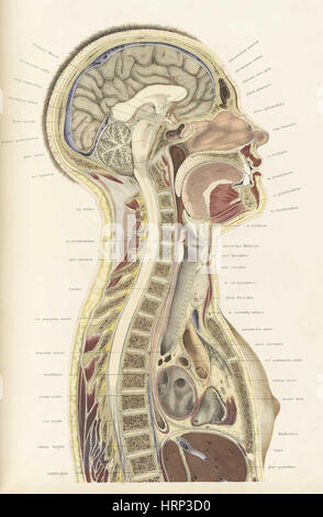 Topographisch-anatomischer, Braune, 1872 Foto Stock