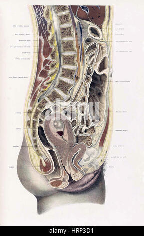 Topographisch-anatomischer, Braune, 1872 Foto Stock