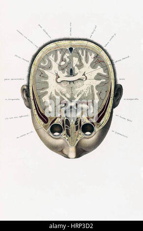 Topographisch-anatomischer, Braune, 1872 Foto Stock