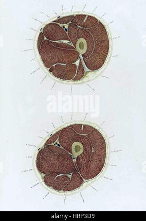 Topographisch-anatomischer, Braune, 1872 Foto Stock