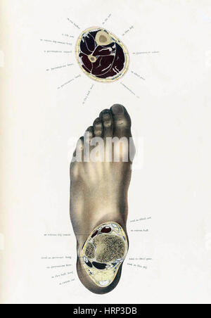 Topographisch-anatomischer, Braune, 1872 Foto Stock