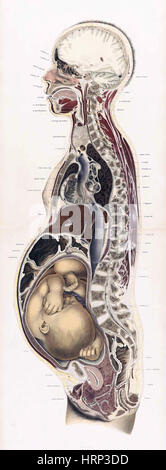 Topographisch-anatomischer, Braune, 1872 Foto Stock