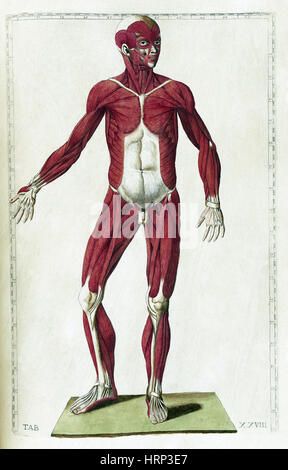 Eustachi, "Tabulae anatomicae', 1783 Foto Stock