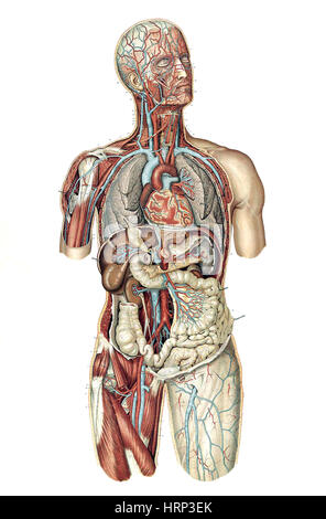 Anatomie du corps Humain, Laskowski, 1894 Foto Stock