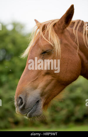 Selvaggia bellezza marrone testa di cavallo stretta su ritratto. Cavallo con occhio chiuso il profilo verticale di zoom shot Foto Stock