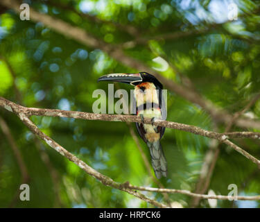 Il collare, Aracari Pteroglossus torquatus, è un piccolo tucano. Razze it dal Messico meridionale a Panama; anche in Ecuador, Colombia, Venezuela e la Costa Foto Stock