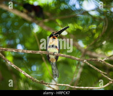 Il collare, Aracari Pteroglossus torquatus, è un piccolo tucano. Razze it dal Messico meridionale a Panama; anche in Ecuador, Colombia, Venezuela e la Costa Foto Stock