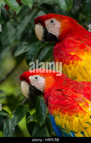 La Scarlet Macaw, Ara macao, è una grande e colorata parrot trovati dal Messico al Brasile. Fotografato qui in Costa Rica. Foto Stock