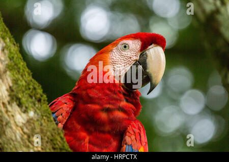 La Scarlet Macaw, Ara macao, è una grande e colorata parrot trovati dal Messico al Brasile. Fotografato qui in Costa Rica. Foto Stock