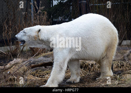 Orso polare Foto Stock