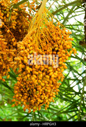 Cluster di data palm essendo lentamente maturazione su data palme nel pomeriggio. Foto Stock