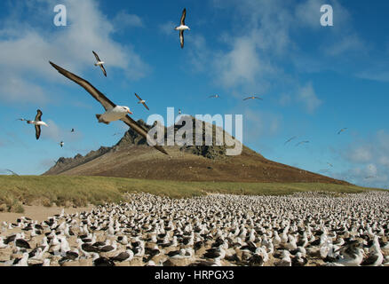 Nero-browed Albatross, (Thalassarche melanophris) soaring su colonia nidificazione, Steeple Jason Isola, Isole Falkland Foto Stock