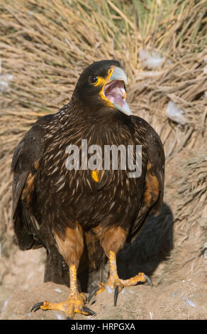 Caracara striato o "Johnny Rook', (Phalcoboenus australis) , avviso chiamata, Isole Falkland Foto Stock