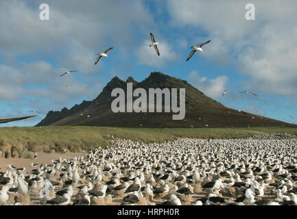 Nero-browed Albatross, (Thalassarche melanophris) soaring su colonia nidificazione, Steeple Jason Isola, Isole Falkland Foto Stock