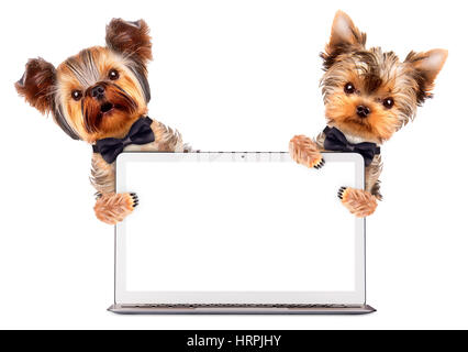 Cani divertenti che indossa cravatta, cappello e occhiali sitring dietro il laptop. Il concetto di business Foto Stock