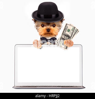 Cani divertenti che indossa cravatta, cappello e occhiali sitring dietro il laptop. Il concetto di business Foto Stock