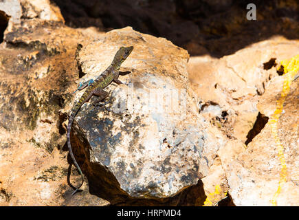 Cuba: Brown lizard sulla roccia Foto Stock