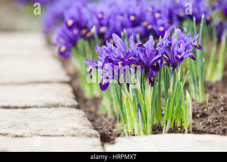 Iridi in Brightwater giardini, Saxby, Lincolnshire, Regno Unito. Inverno, febbraio 2017. Foto Stock