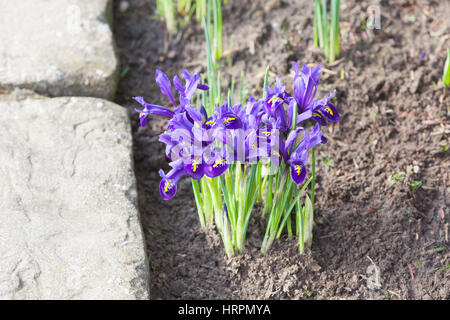 Iridi in Brightwater giardini, Saxby, Lincolnshire, Regno Unito. Inverno, febbraio 2017. Foto Stock