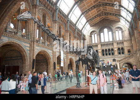 La sala principale / Hintz Hall, il Museo di Storia Naturale di Londra con scheletro fossile di dinosauro diplodocus Foto Stock