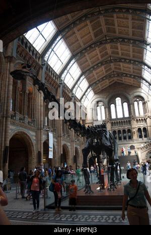 La sala principale / Hintz Hall, il Museo di Storia Naturale di Londra con scheletro fossile di dinosauro diplodocus Foto Stock
