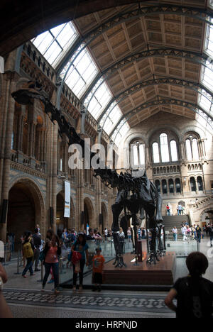 La sala principale / Hintz Hall, il Museo di Storia Naturale di Londra con scheletro fossile di dinosauro diplodocus Foto Stock