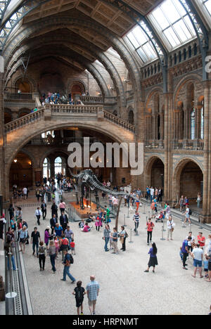 La sala principale / Hintz Hall, il Museo di Storia Naturale di Londra con scheletro fossile di dinosauro diplodocus Foto Stock