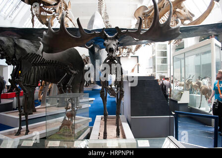 Lo scheletro di un Irish elk / gigante con grandi corna di cervo in mammiferi in galleria, il Museo di Storia Naturale di Londra Foto Stock