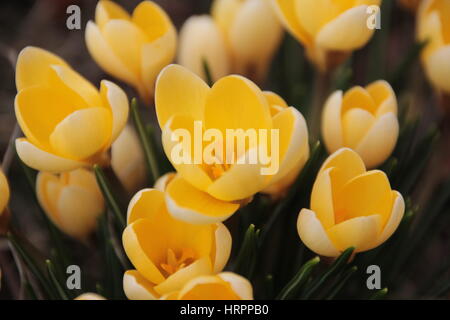 Inizio della primavera Crocus Foto Stock