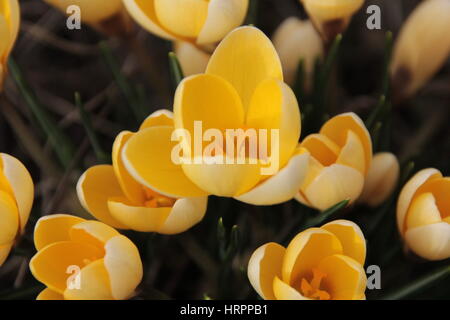 Inizio della primavera Crocus Foto Stock