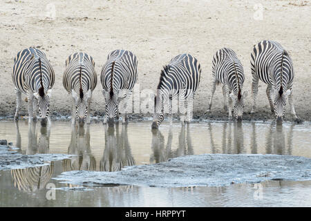 Le pianure Zebra (Equus quagga) allevamento bevendo al waterhole, Kruger National Park, Sud Africa. Foto Stock