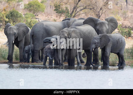 Elefante africano (Loxodonta africana) allevamento bevendo al waterhole, Kruger National Park, Sud Africa Foto Stock