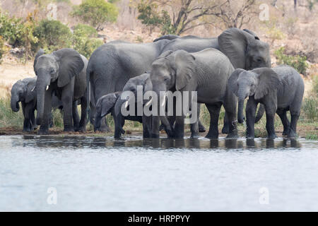 Elefante africano (Loxodonta africana) allevamento bevendo al waterhole, Kruger National Park, Sud Africa Foto Stock