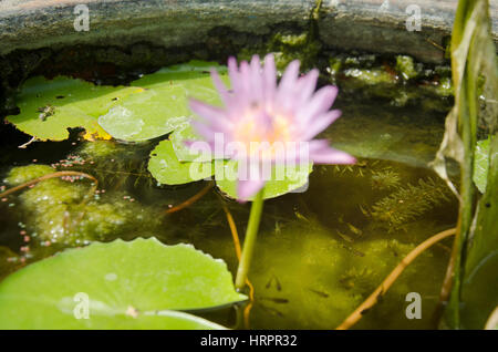 Guppy pesci nel serbatoio di argilla con il moto di lotus dal vento nel giardino all'aperto di casa Foto Stock