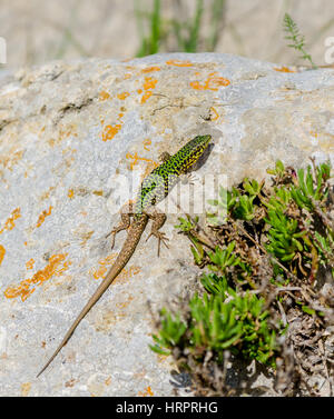 Cominotto c parete Maltese lizard Foto Stock