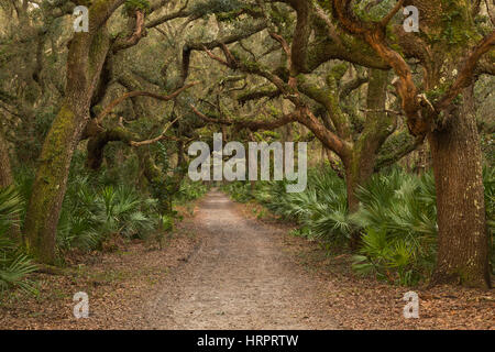 Foresta marittima in Cumberland Island National Seashore, GA, Stati Uniti d'America Foto Stock