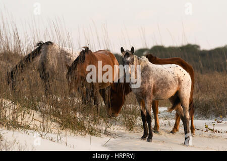 Wild Horse (Equus feral) sulle dune marittime in Cumberland Island National Seashore, GA, Stati Uniti d'America Foto Stock