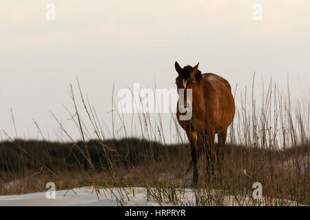 Wild Horse (Equus feral) sulle dune marittime in Cumberland Island National Seashore, GA, Stati Uniti d'America Foto Stock