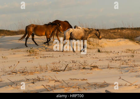 Wild Horse (Equus feral) sulle dune marittime in Cumberland Island National Seashore, GA, Stati Uniti d'America Foto Stock