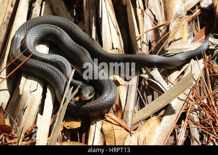 Florida nero Racer snake fuori all'aperto e prendete il sole Foto Stock