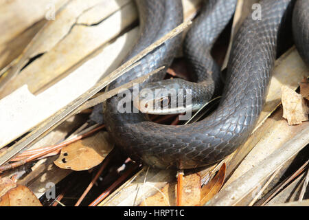 Florida nero Racer snake fuori all'aperto e prendete il sole Foto Stock