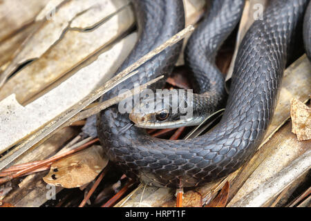 Florida nero Racer snake fuori all'aperto e prendete il sole Foto Stock