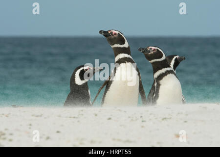 I pinguini di magellano su wind-soffiato beach, più deprimente isola, Isole Falkland Foto Stock