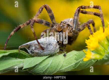 Extreme close up di un incoronato orb weaver con un ape come preda. Araneus diadematus, giardino europeo spider fotografato in Olanda Foto Stock