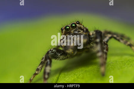 Vista frontale foto di un curioso jumping spider. Voce maschile marpissa muscosa Foto Stock