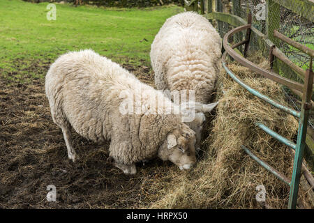 Due pecore alimentando il fieno in un campo nel distretto del Lago Foto Stock