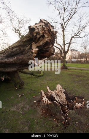 Albero soffiato verso il basso nella tempesta Doris, (23.03.2017), Regents Park, London, Regno Unito Isole britanniche Foto Stock